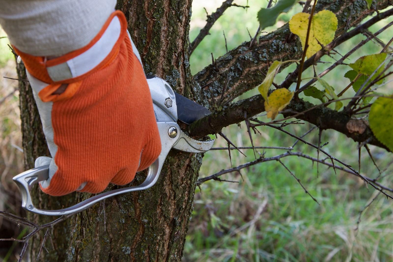 taille des haies et des arbres en Dordogne